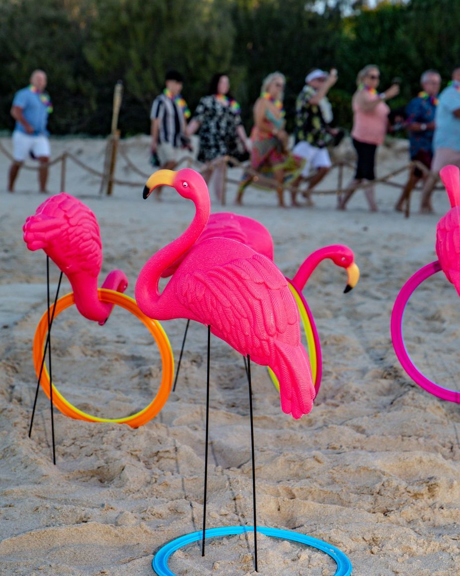 Hire Pink flamingos 